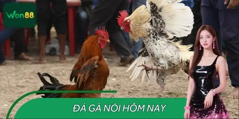 Đá Gà Nòi Hôm Nay – Tin Nóng Từ Các Trường Gà Đá Tại WON88
