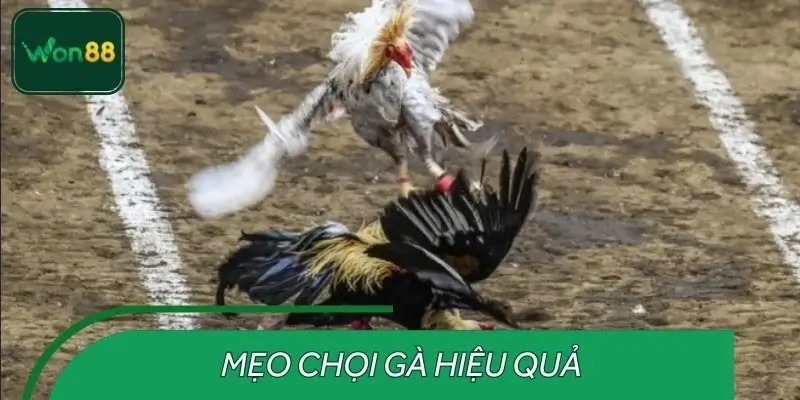 Bỏ túi tips chọi gà hiệu quả chinh phục trường đấu Philippines