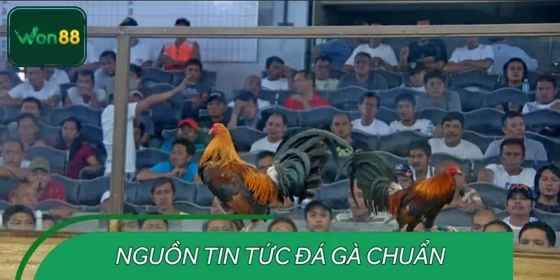 Các nguồn tin tức đá gà được người chơi tin dùng