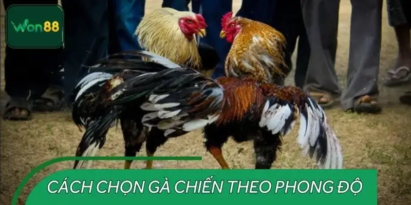 Cách chọn gà chiến theo phong độ để tham gia chiến đấu