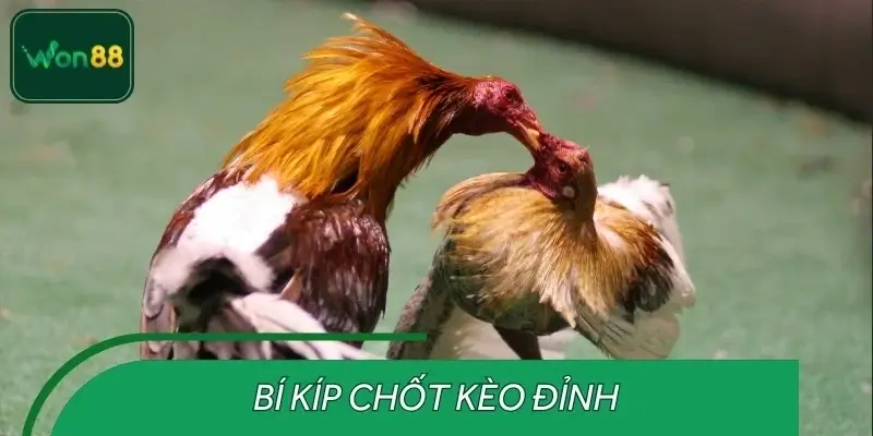 Chiến thuật chinh phục giải đấu THOMO từ cao thủ