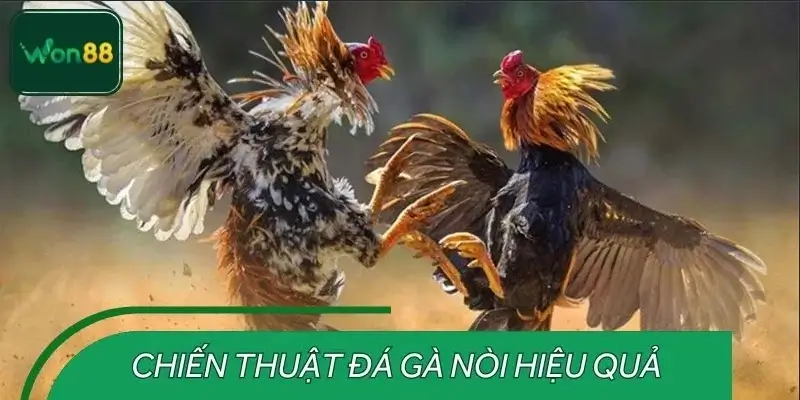 Chiến thuật đá gà nòi hiệu quả từ các sư kê