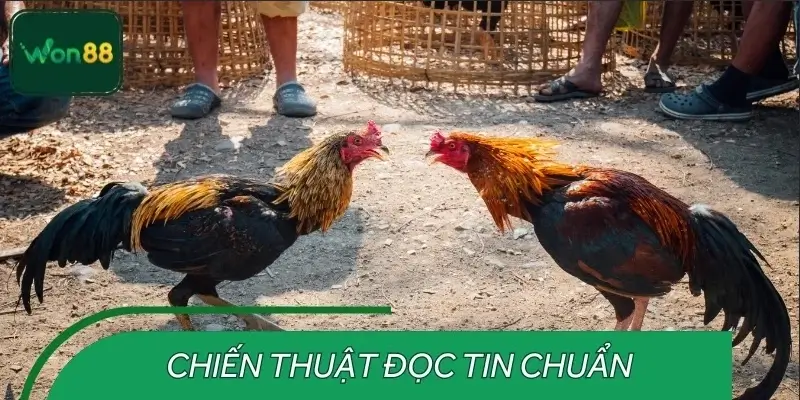 Chiến thuật đọc tin đá gà chuẩn theo kinh nghiệm cao thủ