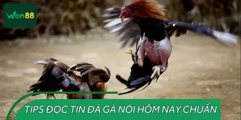 Chiến thuật đọc tin đá gà theo kinh nghiệm cao thủ