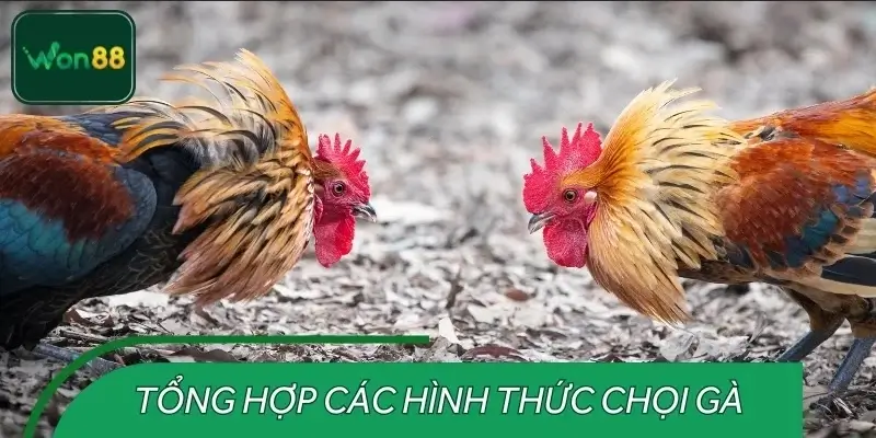 Đá gà cựa sắt