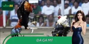Đá Gà Mỹ WON88 – Trận Gà Nóng, Người Chơi Không Thể Bỏ Qua