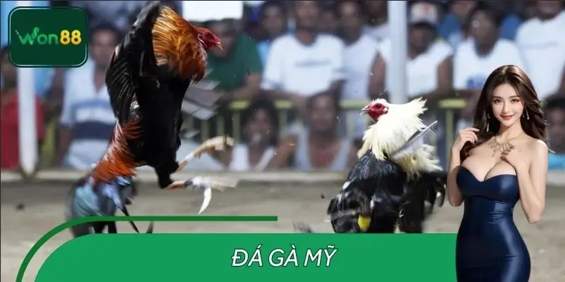 Đá Gà Mỹ WON88 – Trận Gà Nóng, Người Chơi Không Thể Bỏ Qua