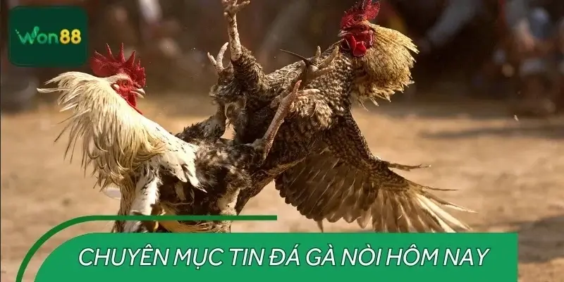 Đá gà nòi hôm nay - Chuyên mục tin hot