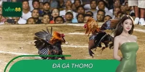 Đá Gà THOMO – Trận Gà Kịch Tính Đỉnh Cao, Kèo Nóng Tại WON88