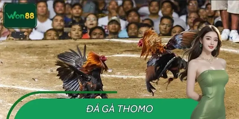 Đá Gà THOMO – Trận Gà Kịch Tính Đỉnh Cao, Kèo Nóng Tại WON88