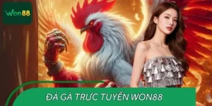 Đá Gà Trực Tuyến Won88 – Trải Nghiệm Kịch Tính & An Toàn