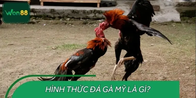 Đôi nét về đá gà Mỹ