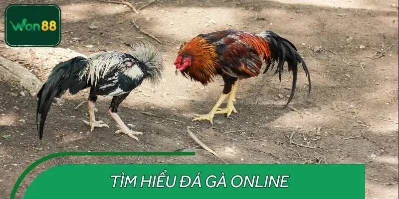 Giới thiệu đá gà online WON88