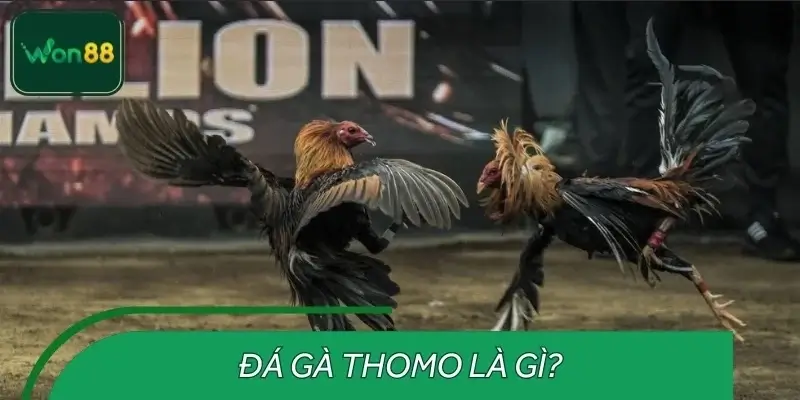 Giới thiệu đá gà THOMO