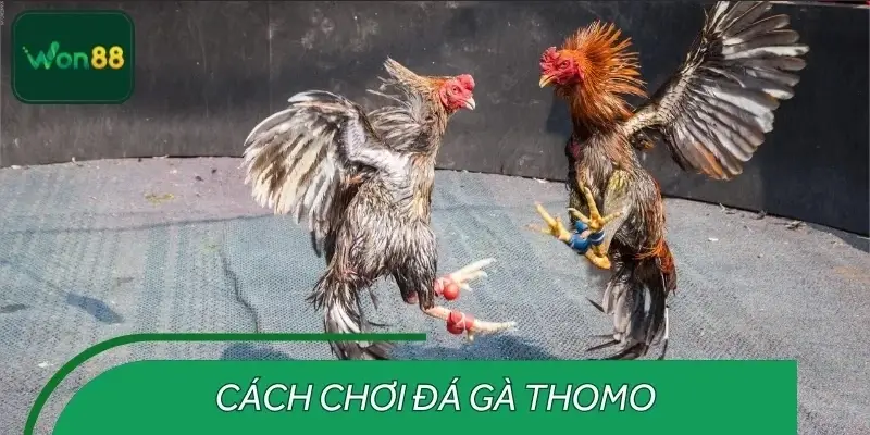 Hướng dẫn cách tham gia đá gà THOMO từ A-Z