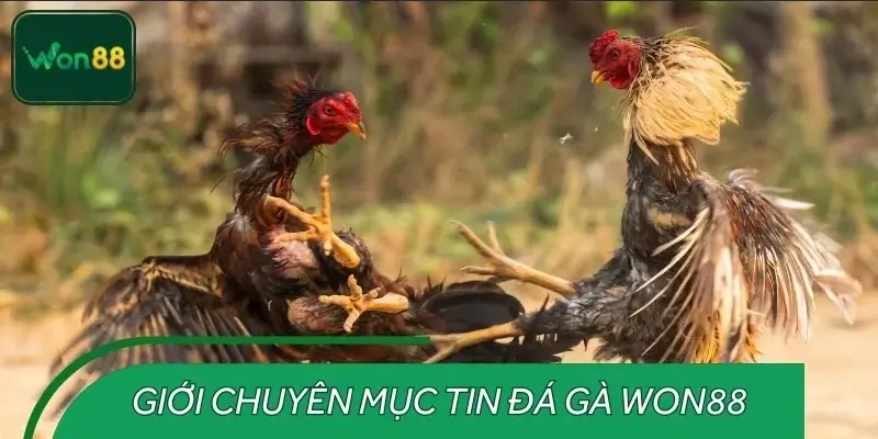 Khái niệm tin đá gà trong cá cược