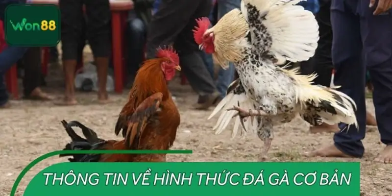 Khái quát về đá gà