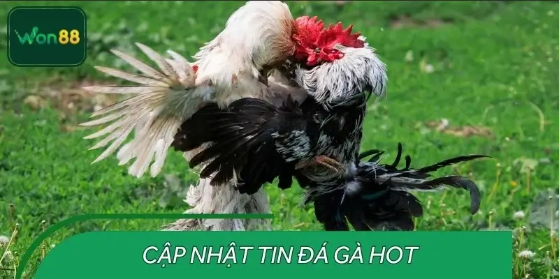 Lịch sử đấu