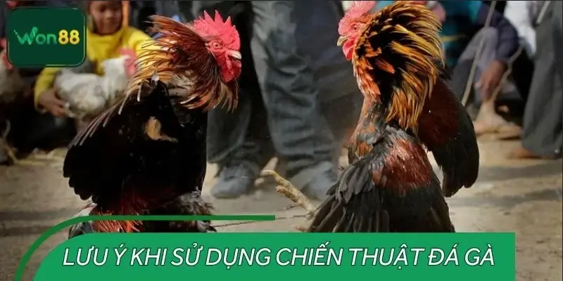 Lưu ý khi sử dụng chiến thuật đá gà nòi tại nền tảng WON88