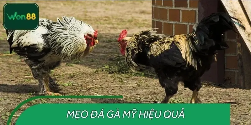 Mẹo chọi gà đỉnh cao giúp anh em chinh phục thưởng khủng