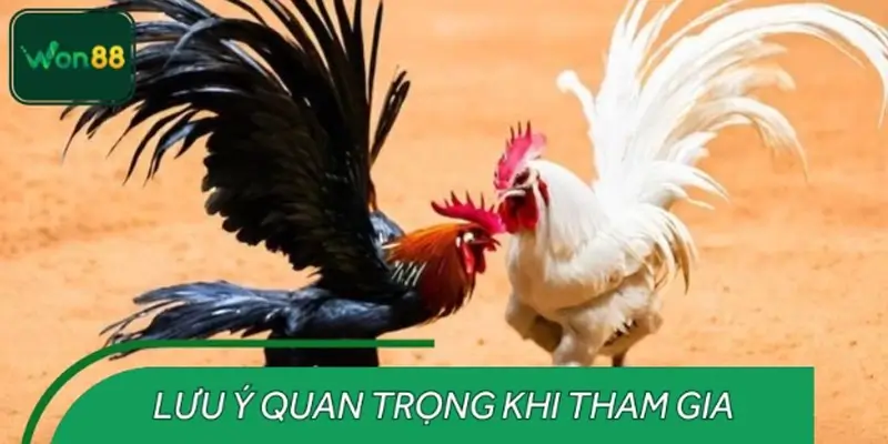 Những điều cần ghi nhớ khi tham gia top các hình thức đá gà