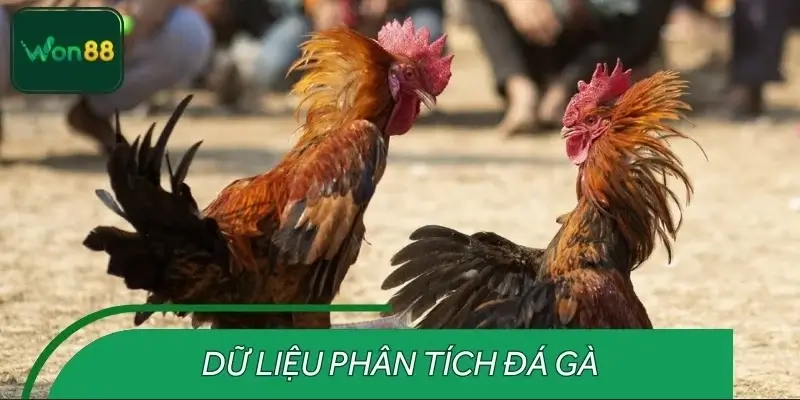 Những tin tức cần phân tích trước giờ đấu chọi gà