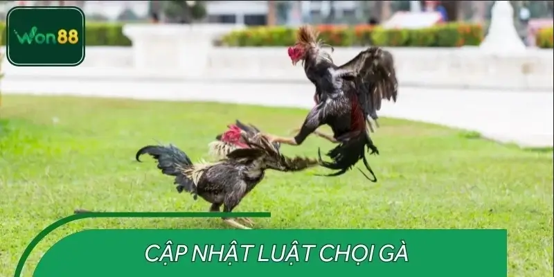 Quy luật đá gà Mỹ chuẩn chỉnh dành cho Newbie