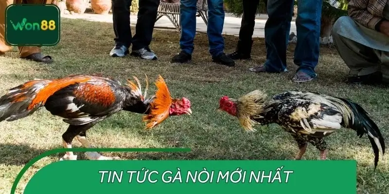 Thống kê lịch sử đấu