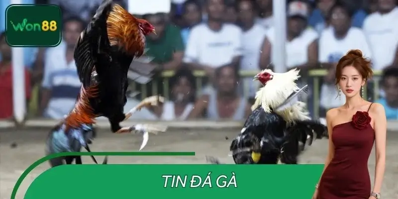 Tin Đá Gà Tại WON88 – Chiến Thuật Và Kinh Nghiệm Từ Cao Thủ