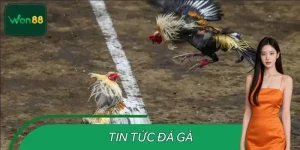 Tin Tức Đá Gà – Phân Tích Trận Gà Trước Giờ Thi Đấu Ở WON88