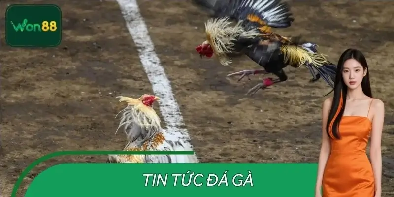 Tin Tức Đá Gà – Phân Tích Trận Gà Trước Giờ Thi Đấu Ở WON88