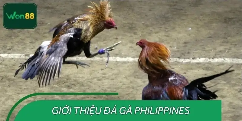 Tổng quan về đá gà Philippines