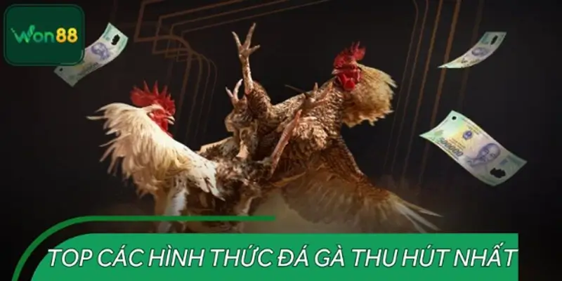 Top các hình thức đá gà đáng trải nghiệm nhất hiện nay