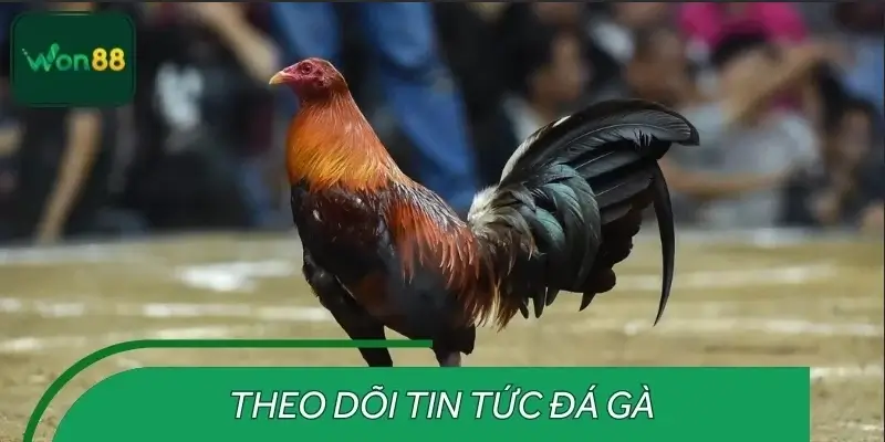Vì sao cần theo dõi tin tức đá gà trước giờ đấu?